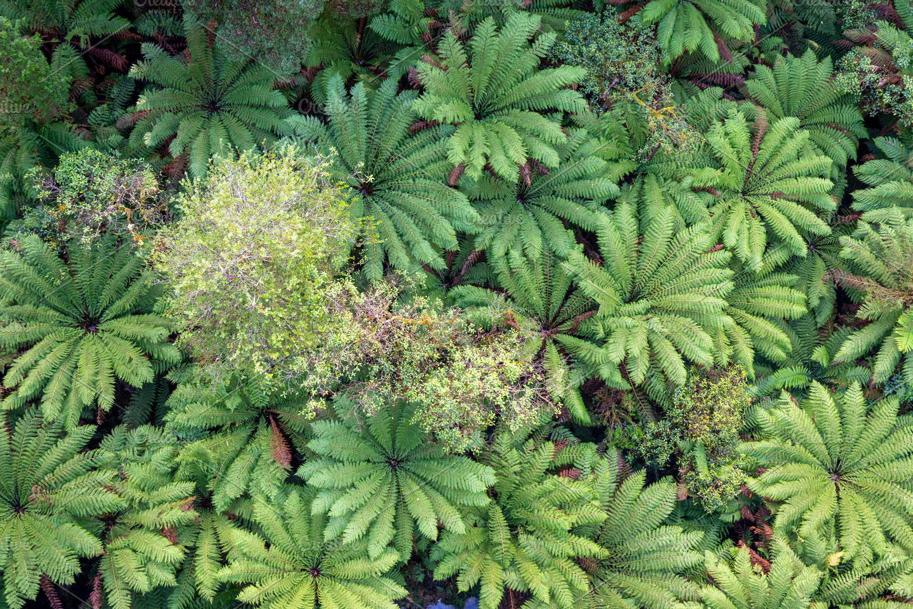 Lush green ferns in Great Otway National Park, Victoria, Austral, a Nature Photo by GoodGoods