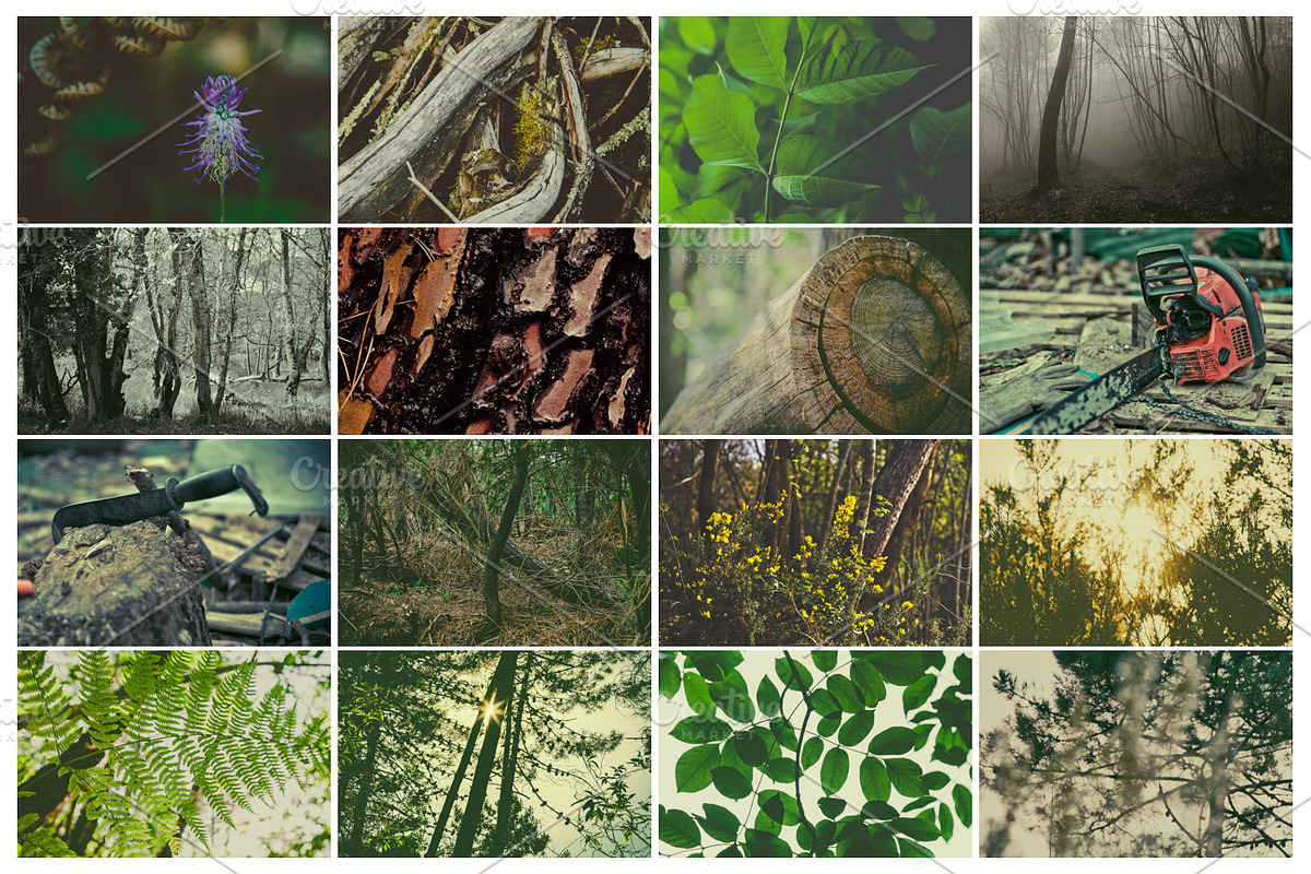 THE FOREST COLLECTION iseeyouphoto, a Nature Photo by ISEEYOUPATTERN (Photo 5 of 5)