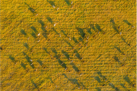 Aerial View Of Cattle Of Cows, a Nature Photo by Our Amazing World