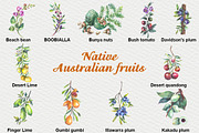 Australian Native fruits cliparts, an Illustration by FITALARTSNEDIGI (Thumbnail 2 of 7)