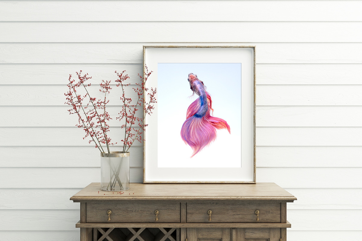 100 Photos of The Siamese Betta fish, an Animal Photo by coffeelover (Photo 2 of 12)