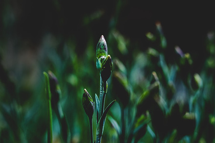 Early Bud • Moody...