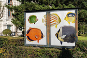 Vintage tropical fish illustrations, an Animal Illustration by Natalka Dmitrova art (Thumbnail 6 of 12)