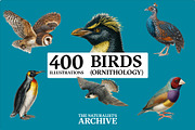 The Naturalist's Archive, an Object Graphic by Jacober Design (Thumbnail 2 of 5)