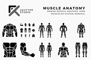 Muscle Anatomy Icon Collection, a Solid Icon by Akatype Studio