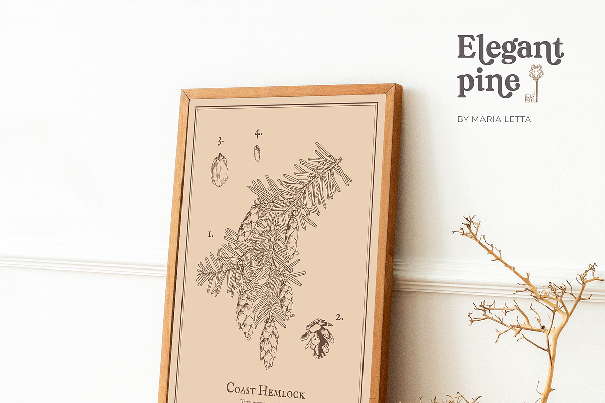 Elegant Pine Vintage Vector Set, a Decorative Illustration by Beauty Drops (Photo 4 of 9)