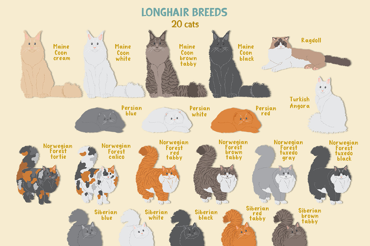 Cat breeds vector clipart, an Object Graphic by Trinibis (Photo 3 of 11)