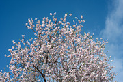 Blossoming almond trees, a Nature Photo by Fruits+Veggies (Thumbnail 4 of 17)