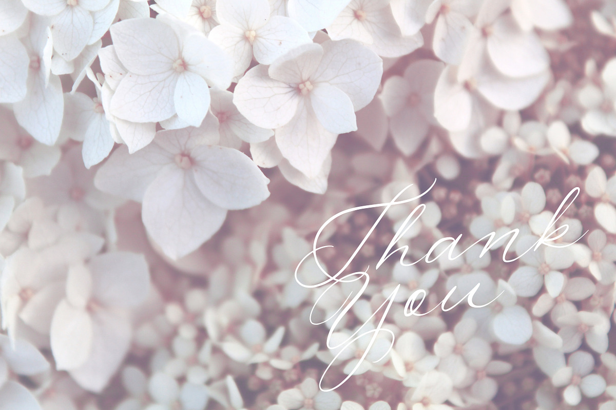 Allure & Grace. Calligraphy, a Script Font by AnMark (Photo 15 of 15)