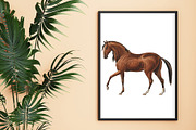 Horses Clipart, an Animal Illustration by Cool Worker (Thumbnail 2 of 3)