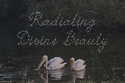 Spark Veil Decorative Glitter Font, a Script Font by AnMark (Thumbnail 10 of 13)