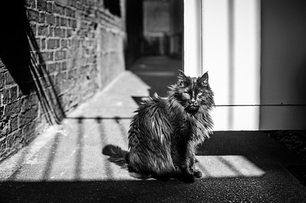 Cat stock picture