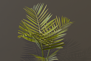 The Alexandra Palm Bush, a Plants & Tree 3D Model by FuturePastCreatives (Thumbnail 3 of 15)