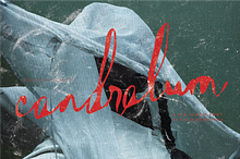 Candralum | A Ink Script Font