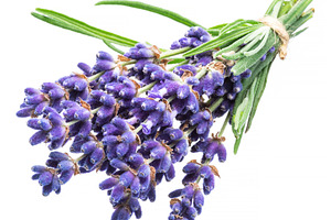 Bunch of lavander flowers, a Nature Photo by Volff