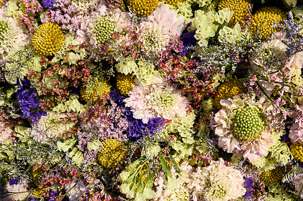 Wall of flowers in sunliught