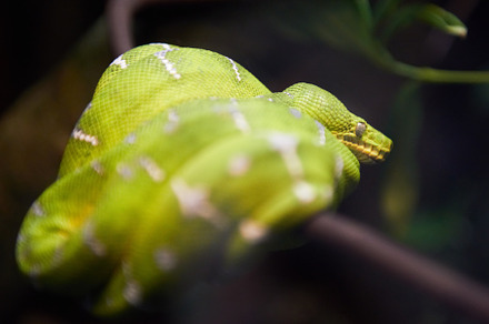 Green snake, an Animal Photo by Vapi