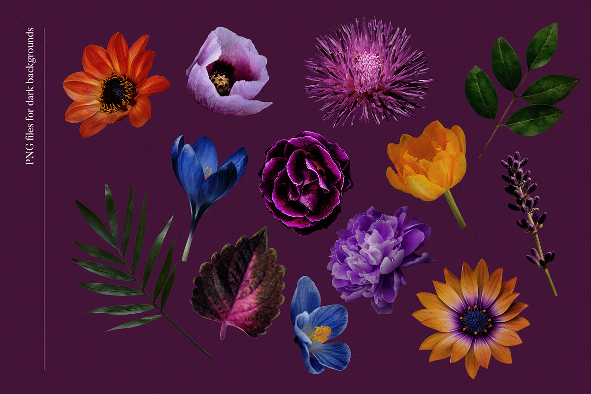 Isolated real flowers clipart set, an Object Graphic by The Graphic Parade (Photo 5 of 14)