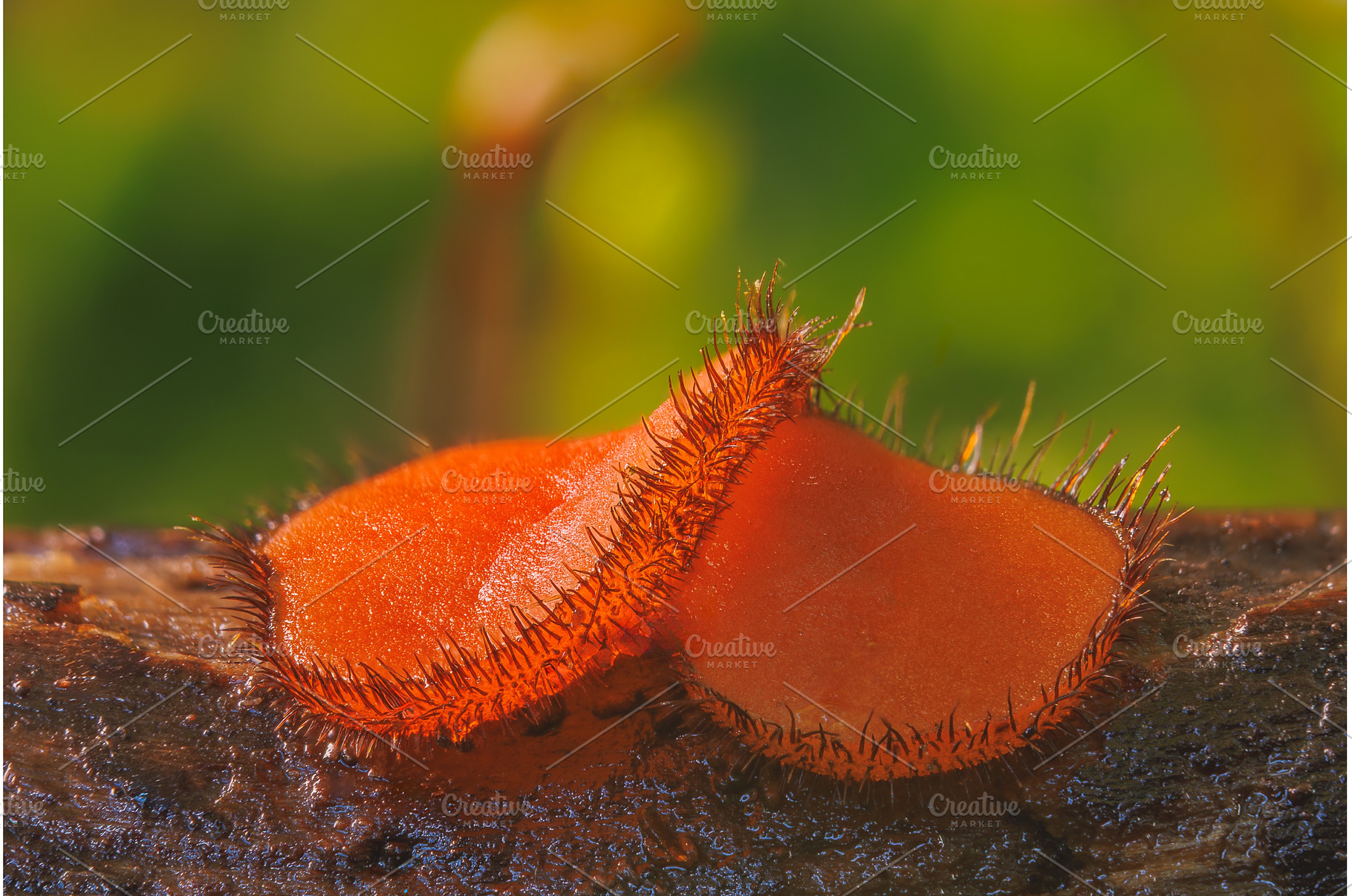 Common Eyelash Cup - Scutellinia, a Nature Photo by Lukas Jonaitis SHOP