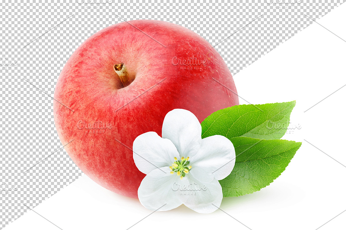 Isolated red apple and apple blossom, an Object Graphic by Fruits+Veggies (Photo 4 of 4)