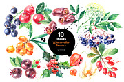 Watercolor Berries Vector Set 2, a Food Illustration by Elena Pimonova (Thumbnail 1 of 4)