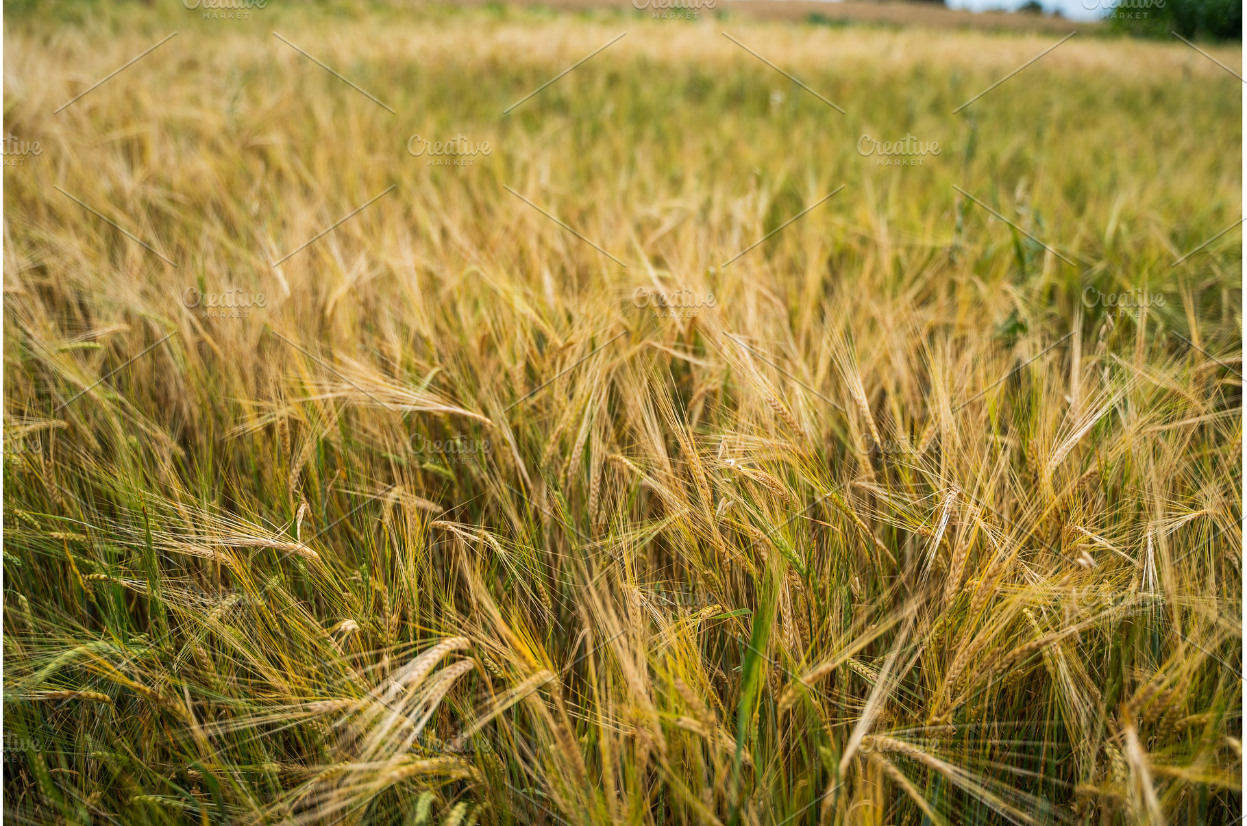 Barley plants with golden ears and, a Nature Photo by volodymyrshtun13795