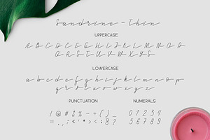 Sandrine Brush Font. Script.