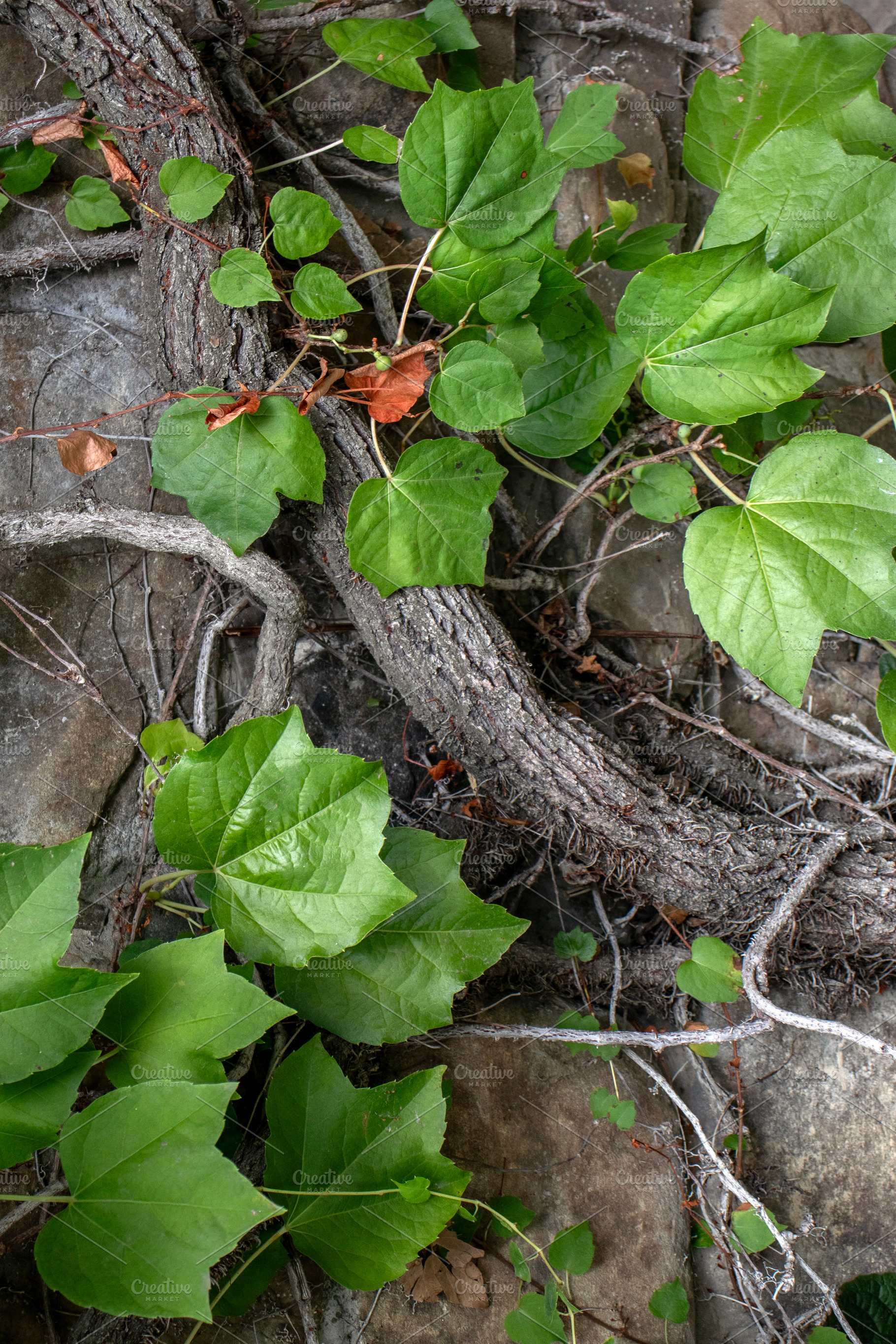 Parthenocissus tricuspidata on wall, a Nature Photo by Schreibikus