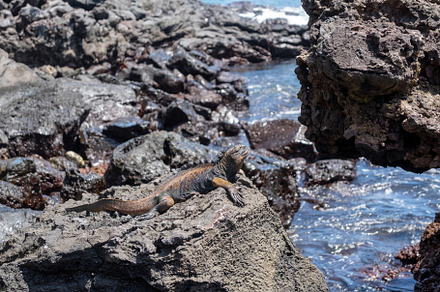 Marine iguana resting on rocks by the ocean, Galapagos