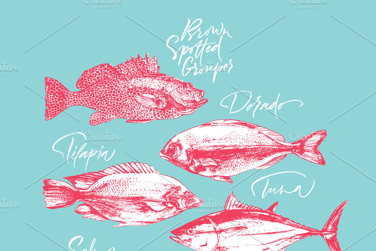 Fish, an Animal Illustration by Vera Holera (Photo 6 of 7)