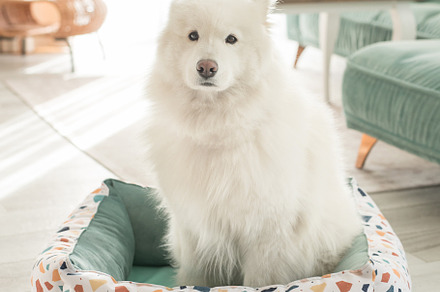 samoyed dog in a den in a pastel int