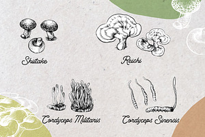 Medicinal Mushrooms