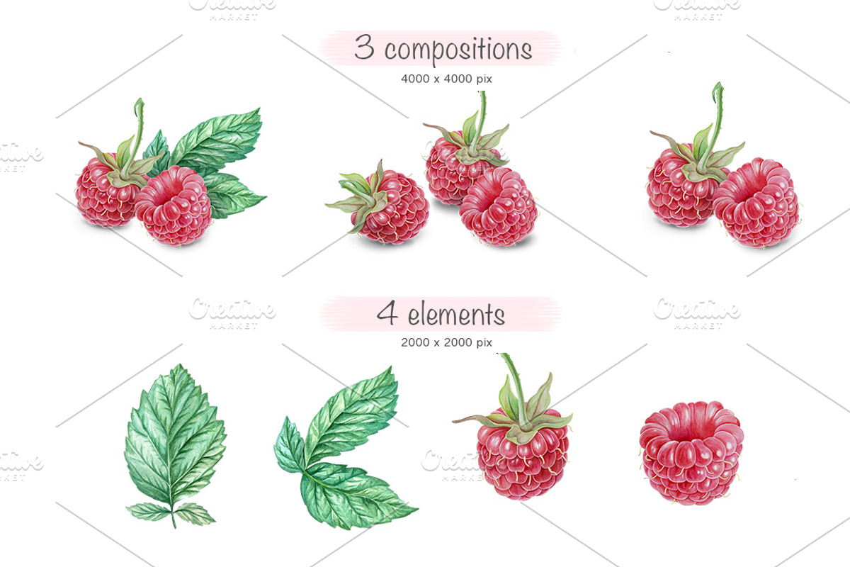 Raspberry SET- detailed watercolor, an Illustration by Acquarella
