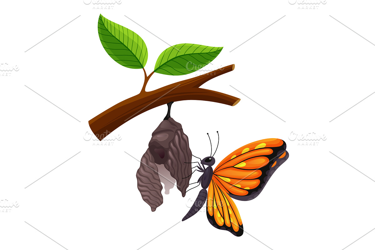 The Stage of the Butterfly Life, an Animal Illustration by the8monkey