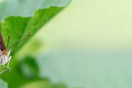 Butterfly on blossom flower in green, an Animal Photo by AlexBush