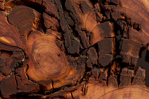 treated wood of the larch tree with annual rings, treated for decoration a sect, a Photo by rsoollAI