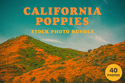California Poppies Photo Bundle, a Nature Photo by Megs Lang (Thumbnail 1 of 6)