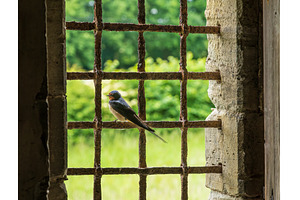 Barn swallow perched on the bars of, an Architecture Photo by Backyard Stock