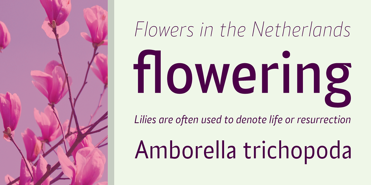 Alamia, a Sans Serif Font by Ani Dimitrova (Photo 3 of 12)