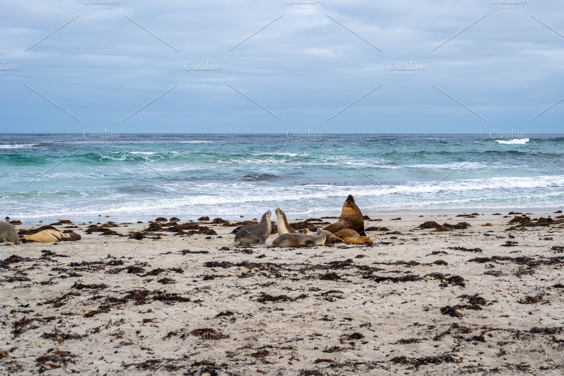 Sea lions resting on sandy beach at Seal Bay, Kangaroo Island, A, an Animal Photo by GoodGoods