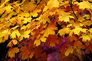 MAPLE LEAVES, a Nature Photo by KABSPHOTOGRAPHY (Thumbnail 2 of 2)