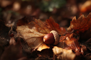 Fallen Acorn on Leaves, a Nature Photo by Virgo Studio