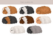 Texel Guinea Pig set, an Animal Illustration by pet design shop (Thumbnail 2 of 5)