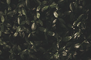 Dark green backgrounds, a Nature Photo by Alekseyliss (Thumbnail 5 of 10)