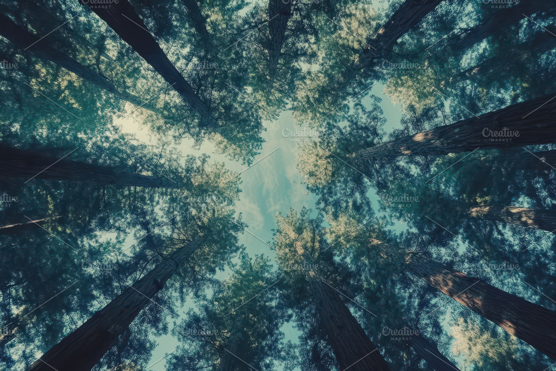 Looking up through tall trees in a s, a Photo by Tanuart