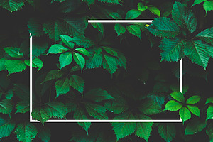 Green leaf background and white fram