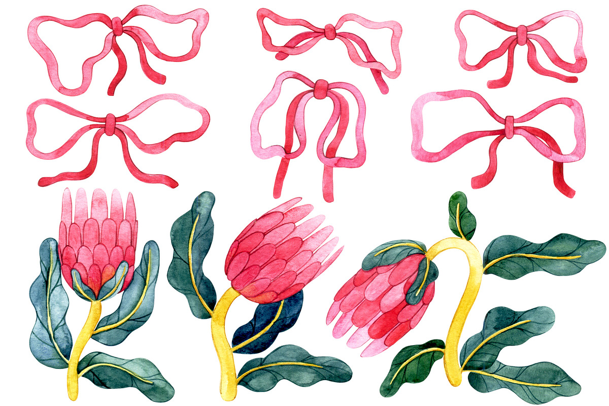 Protea flowers and bows, a Decorative Illustration by made by Tanya (Photo 2 of 4)