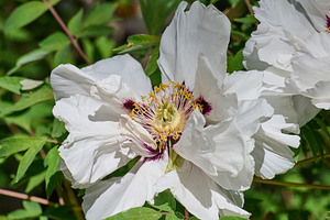 Lush white peony flowers with vibrant yellow stamens, in full bl, a Nature Photo by ndanko