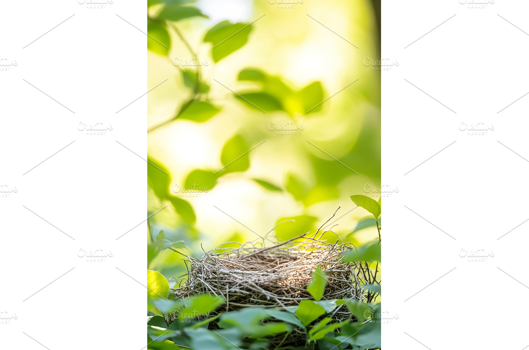 Empty bird's nest surrounded by lush, a Nature Photo by Lermont51