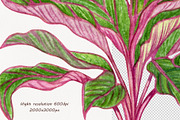 Houseplants Watercolor Clipart Vol6, an Object Illustration by BarvArt (Thumbnail 4 of 4)